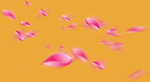 粉红花瓣