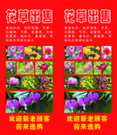 花草出售