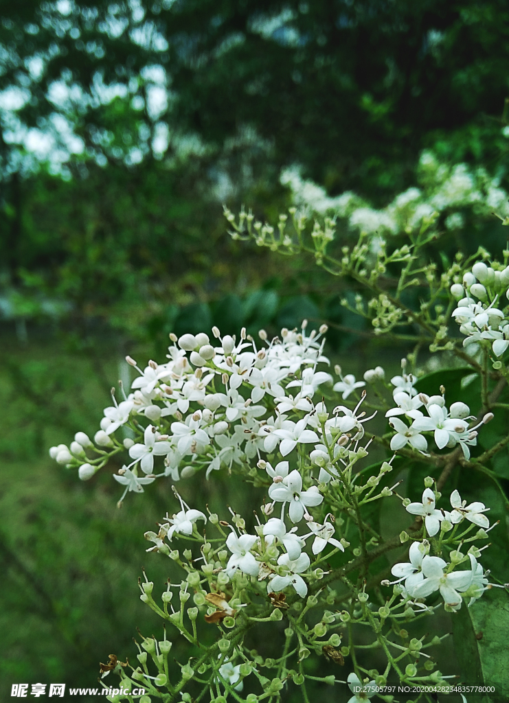 冬青花