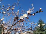 花开在春日