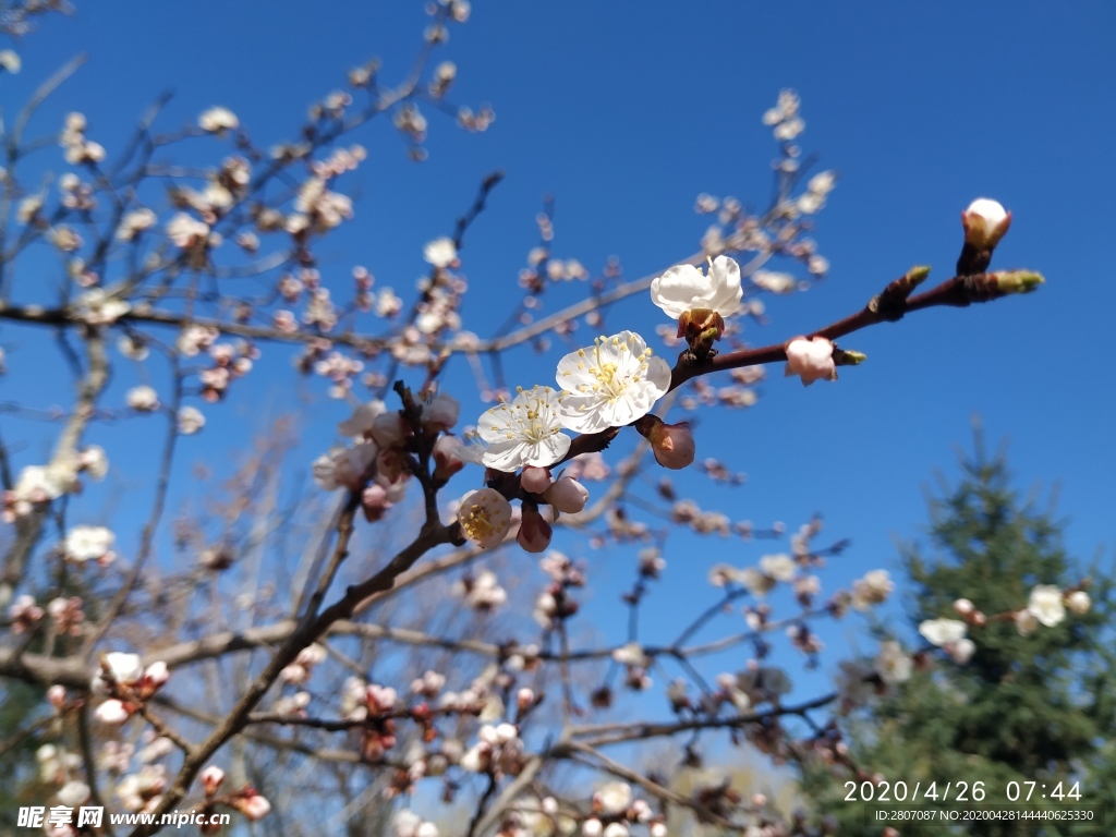 花开在春日