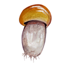 蘑菇