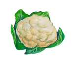 蔬菜
