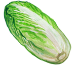 大白菜