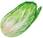 大白菜