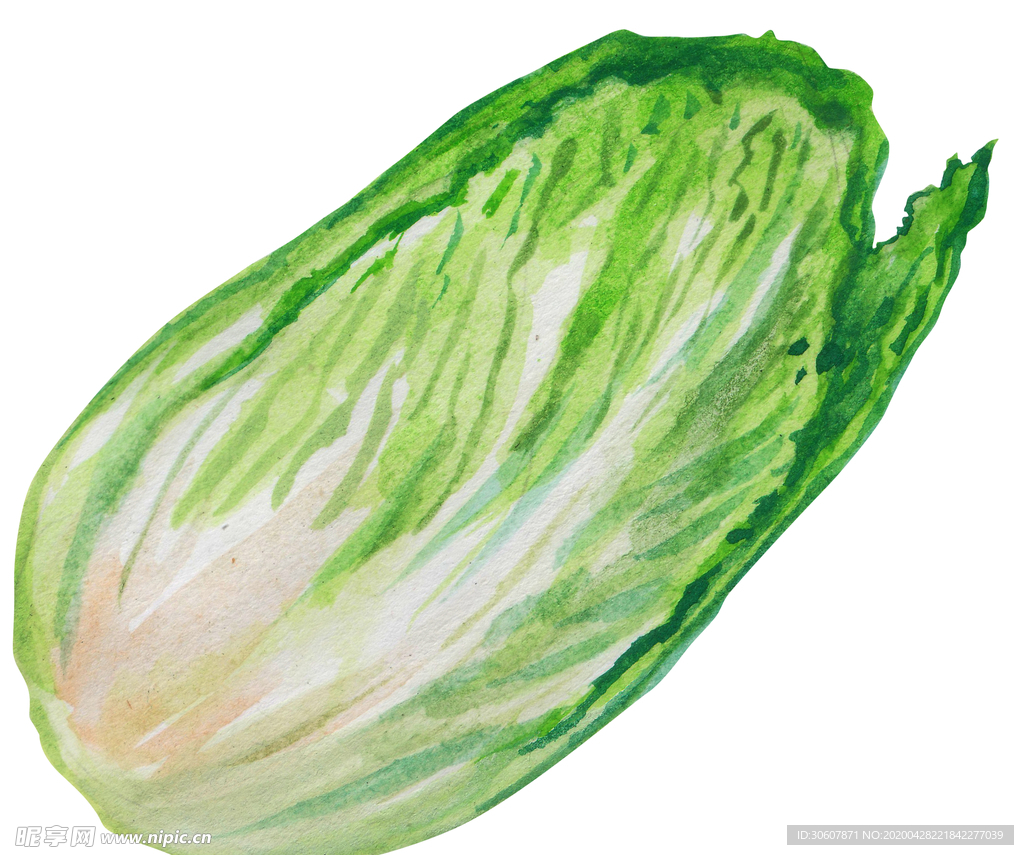大白菜