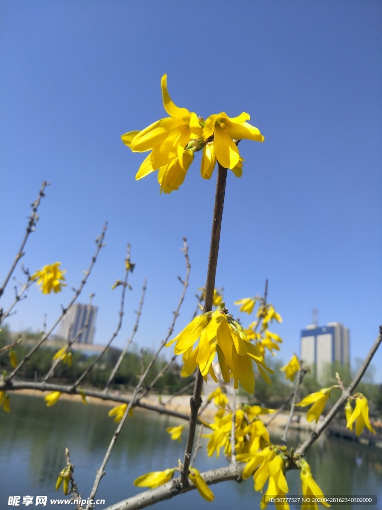 迎春花风景图片