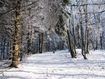 雪景