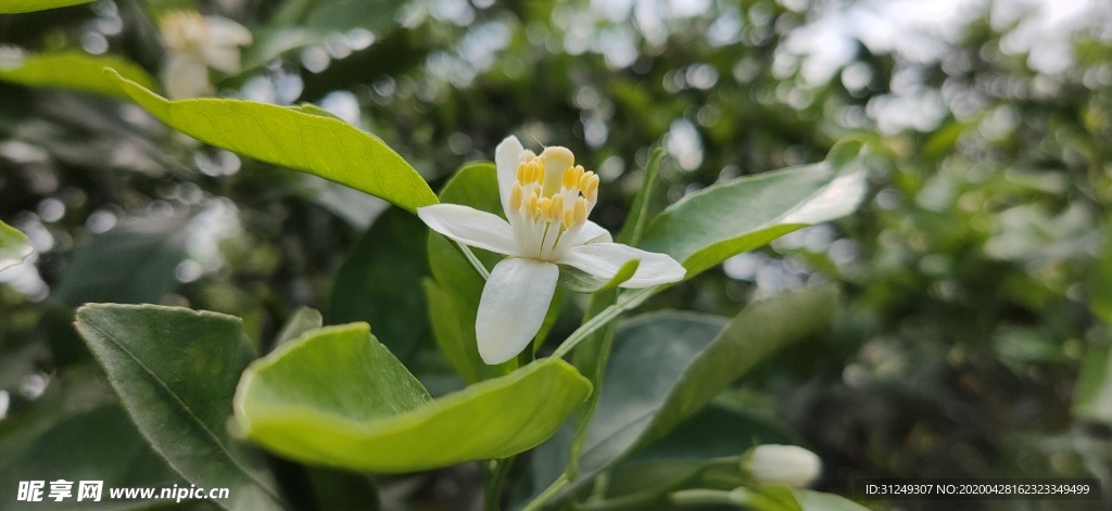 橘子花
