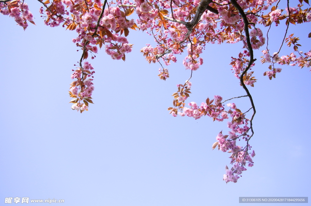 花枝