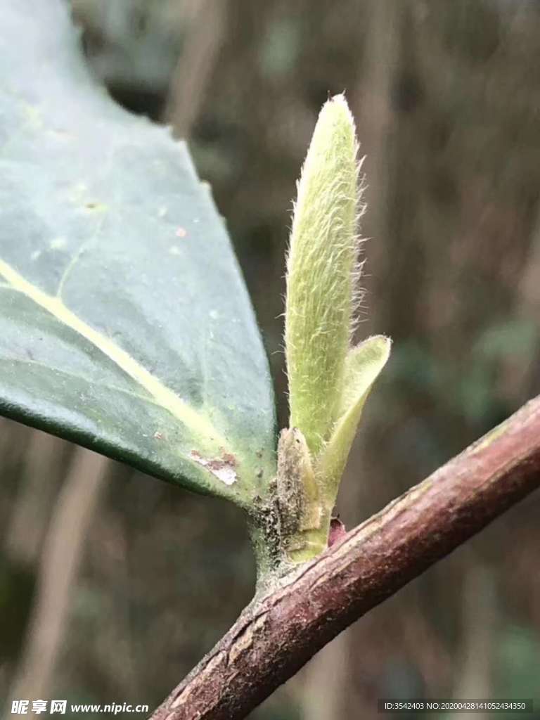 茶芽
