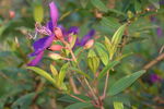 角茎野牡丹