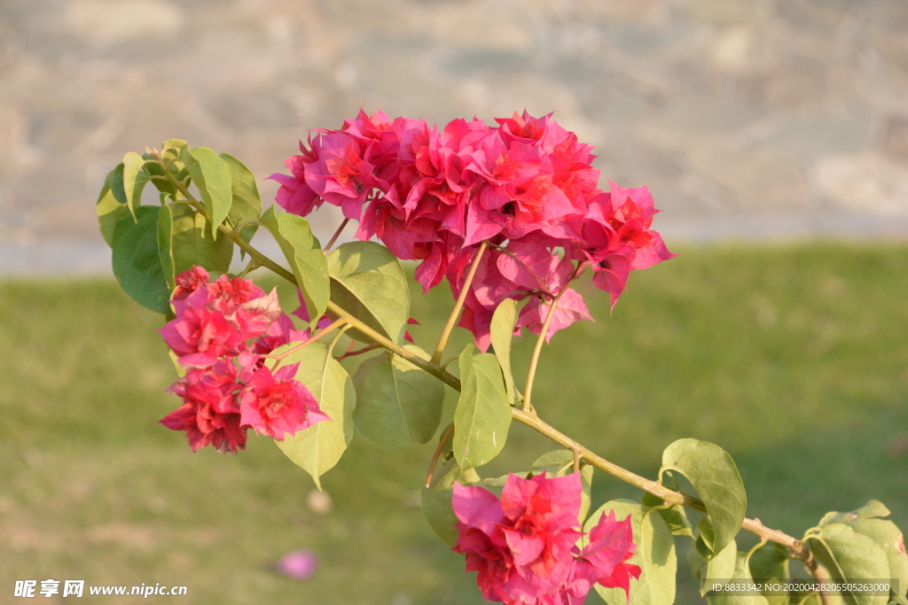 叶子花