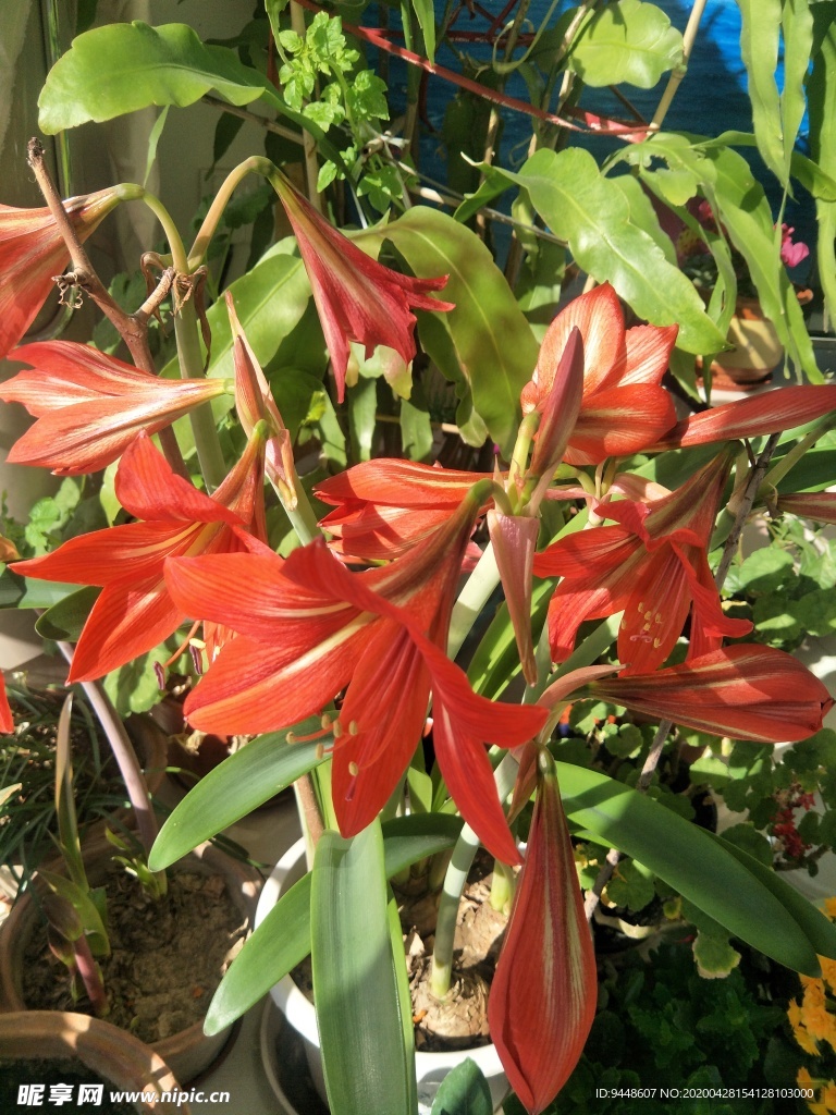 朱顶红