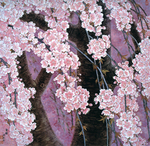 花鸟图