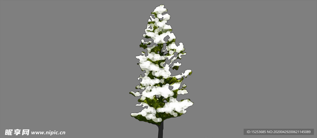 雪松