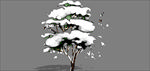 雪松
