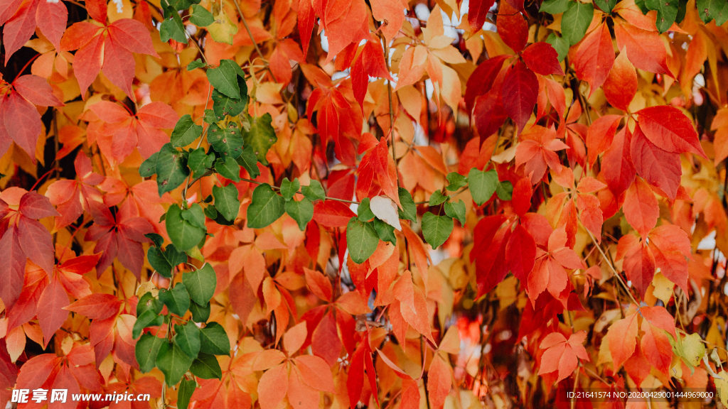 秋天红色树叶