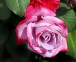 玫瑰花