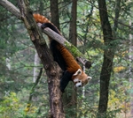 小熊猫