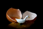 蛋壳