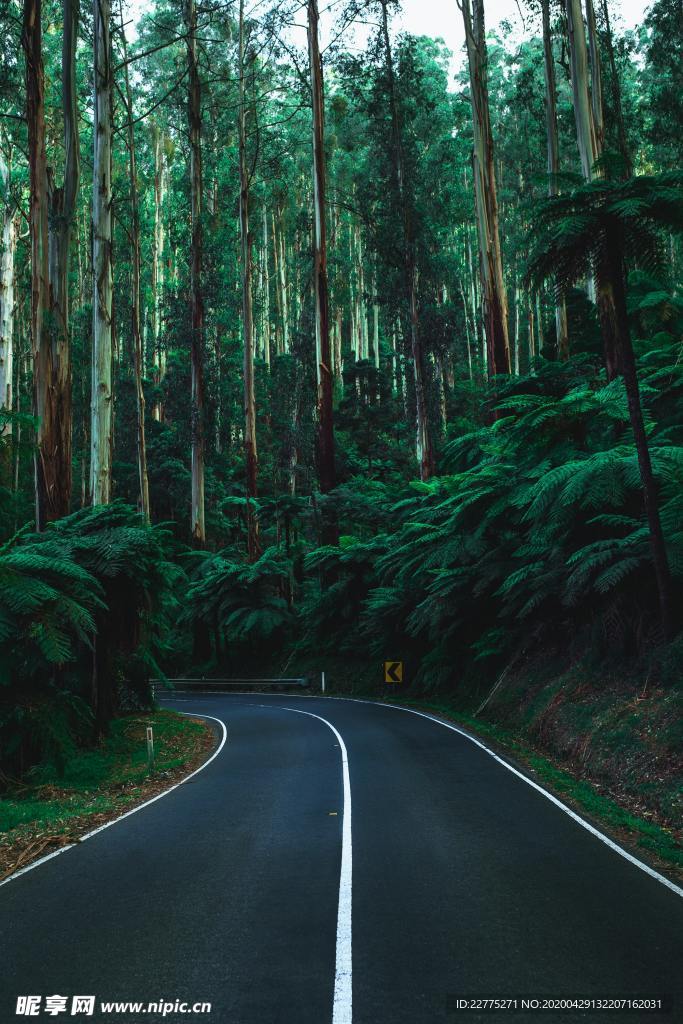 森林公路