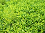 绿色草丛
