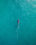 大海鲸鱼