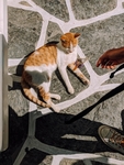 黄色花猫