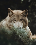 狼