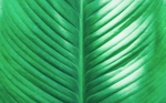 绿叶纹理芭蕉