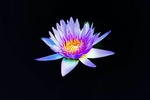 荷花莲花