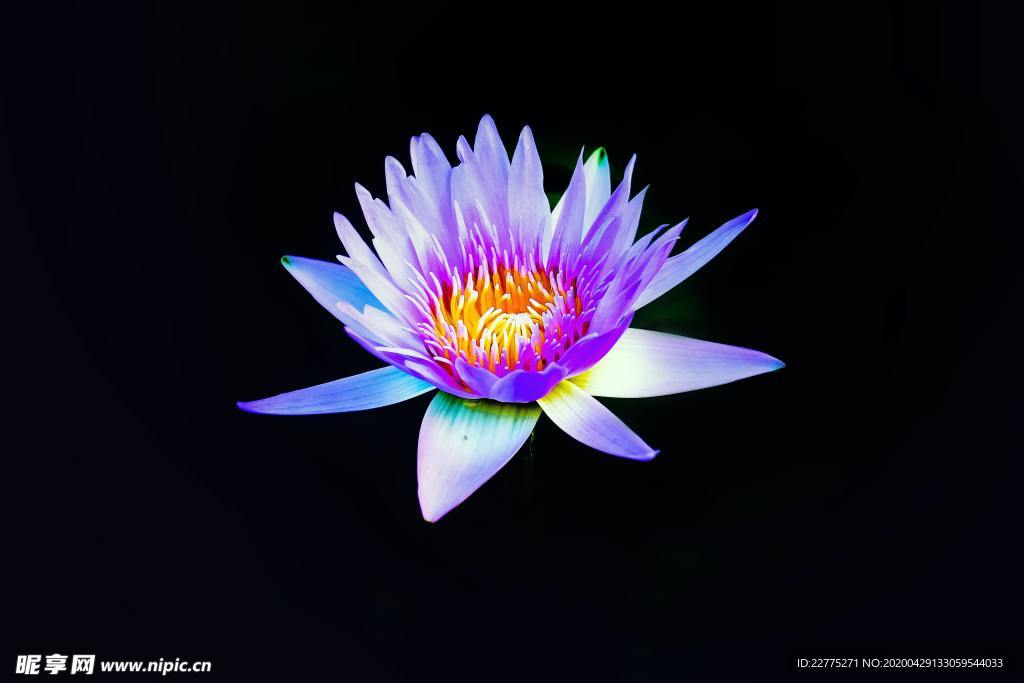 荷花莲花