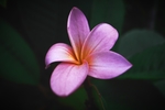 粉色鸡蛋花