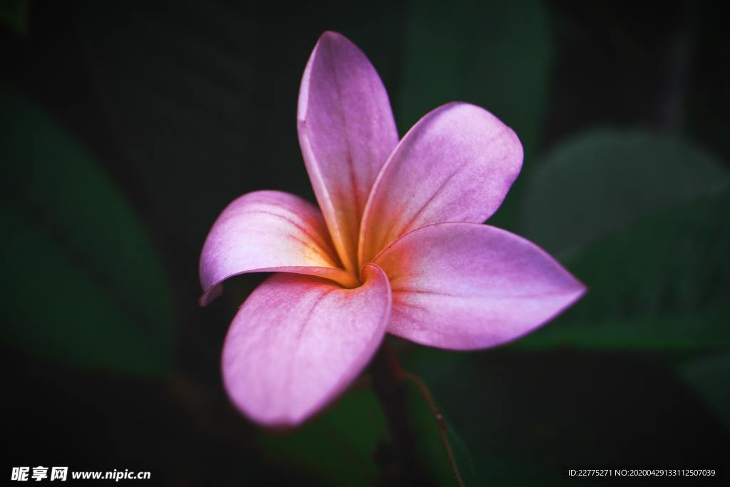 粉色鸡蛋花