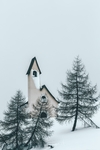 雪景松树