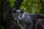黑猫