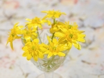 杯中小菊花