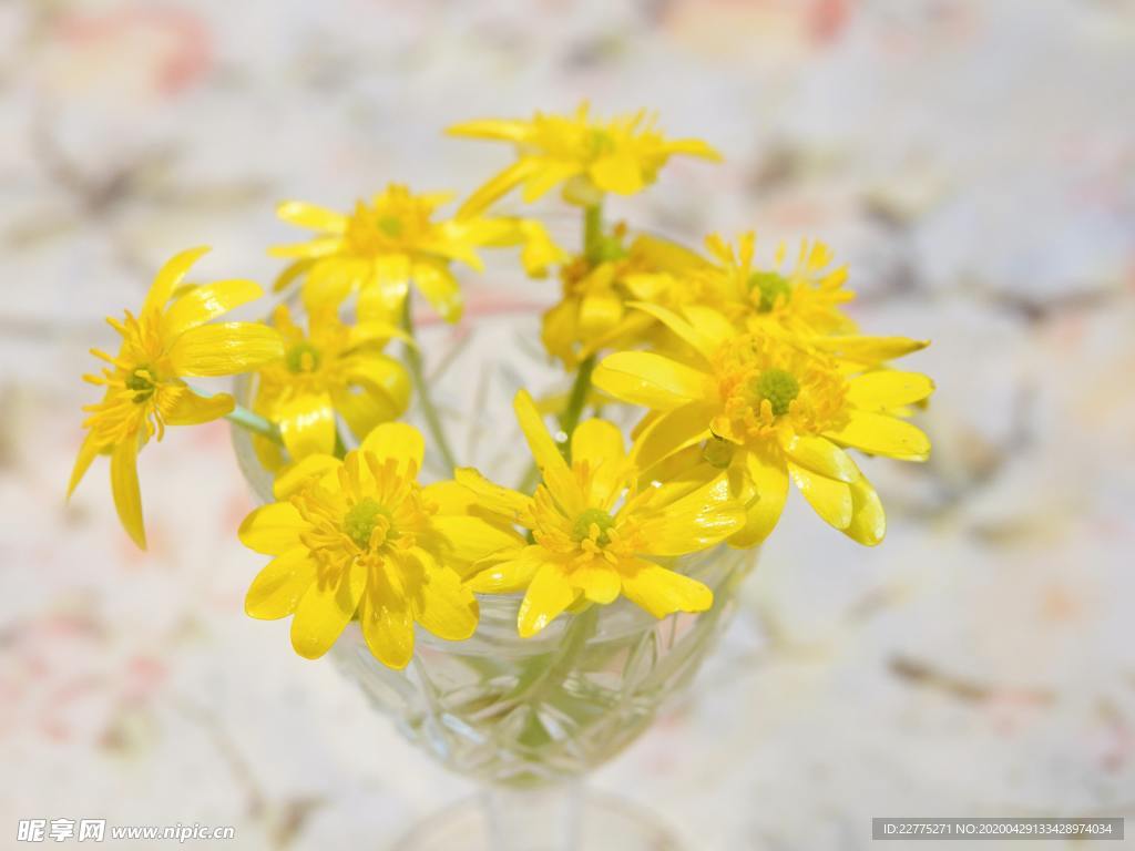 杯中小菊花