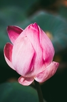 荷花花苞