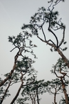 松树天空
