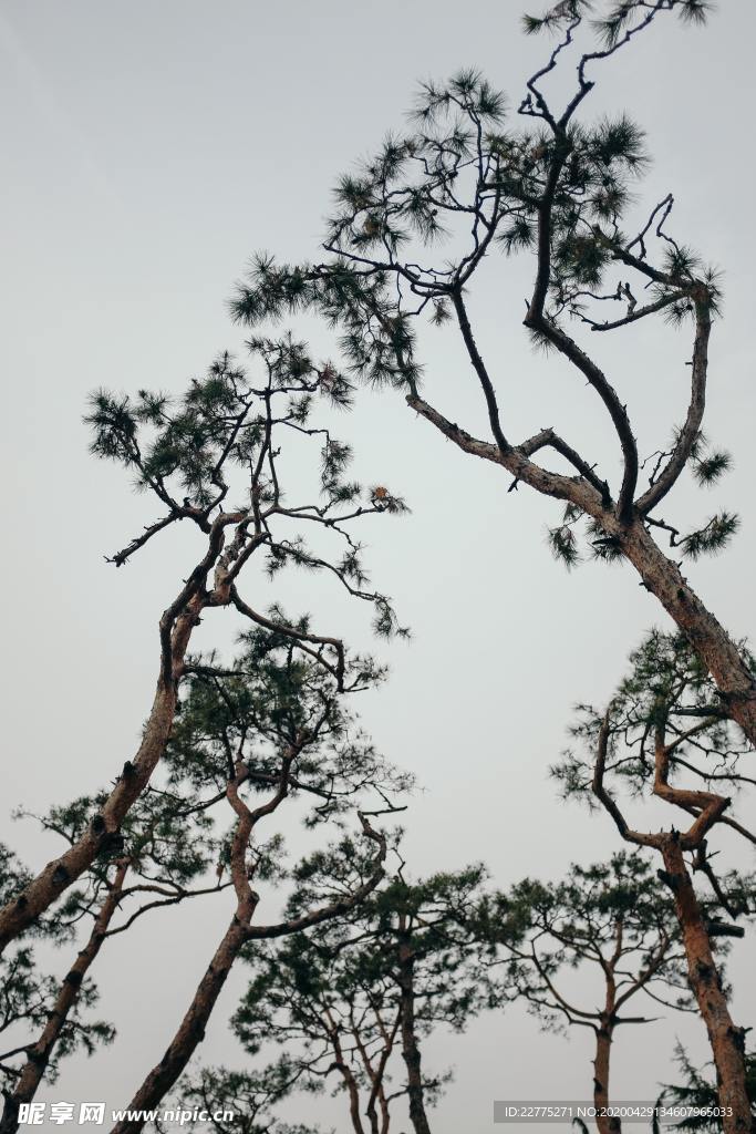 松树天空