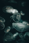 水母透明