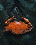大闸蟹