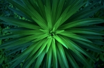 绿叶植物