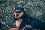 狗狗