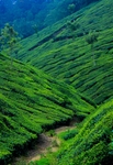 青山茶园