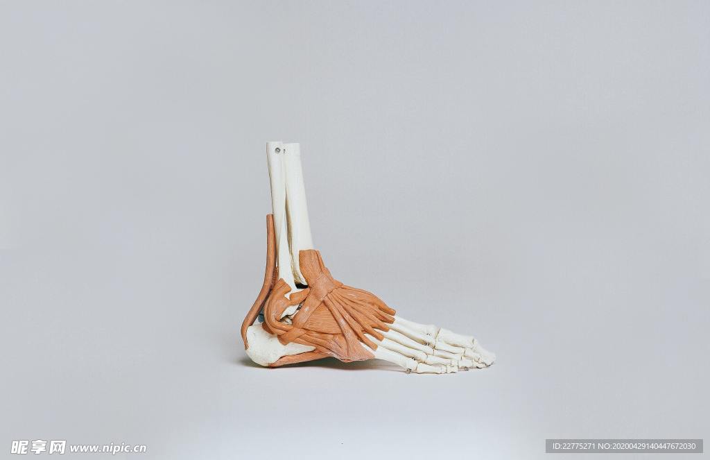 脚骨模型