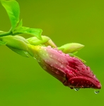 紫荆花