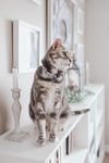 猫咪